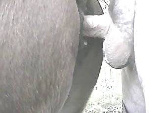 He sticks his meaty dong from behind