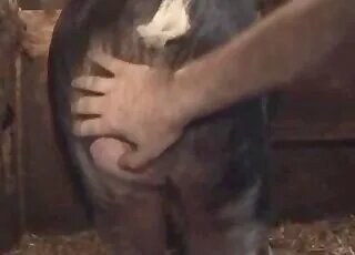 Zoo Sex Lol
