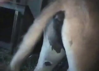 Amazing sex is happening at the farm for kinky animals