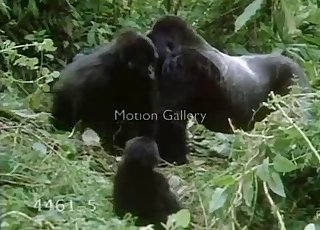 Hot gorillas have awesome wild sex