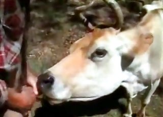 This kinky cow is into humans