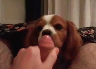 Nice cock serviced by a sweet dog