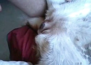 Just impaling a nice animal