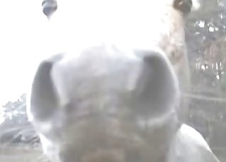 A white horse is getting rammed in the doggy style