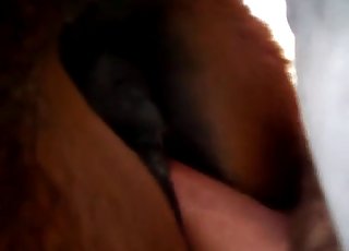 Beautiful horse pussy screwed by a pretty hard dick