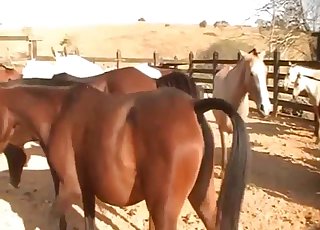 Brown horse drilled her tight cunt from behind