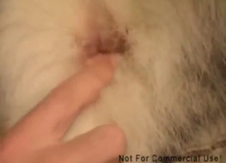 Goatee mofo licking a dog's juicy asshole here