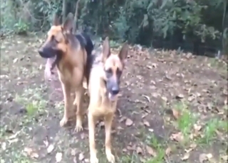 No stopping in a hardcore dog fuck movie