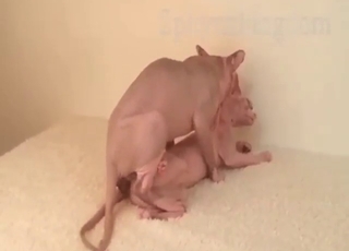 Sphynx fuck scene with cats that enjoy fucking