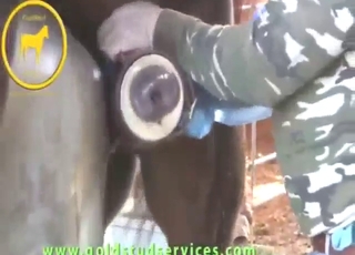 Horse wants its dick tugged and pleased too