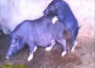 Pig
