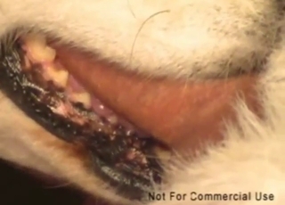 No-shame fuck scene with a well-hung dog fucker