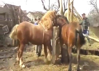 Brown horse and another brown horse fucking