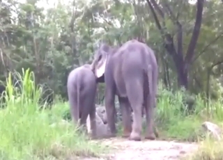 Beastly banging with two HUGE animals here