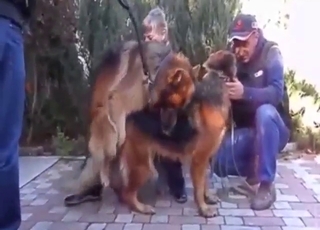 Zoo XXX scene with two dogs mating real hard