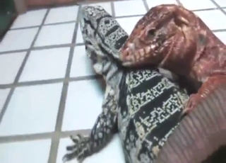 Nobody can do it better than fucking lizards