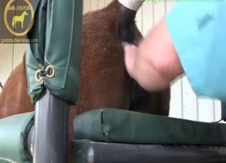 Zoophile pleasure session with a horse gaped