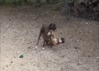 Outdoor dog sex scene with public pleasures