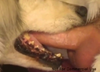 Sensual teacher teaches this dog how to deepthroat