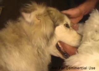 Taboo zoophile porn with a dude gaping dog