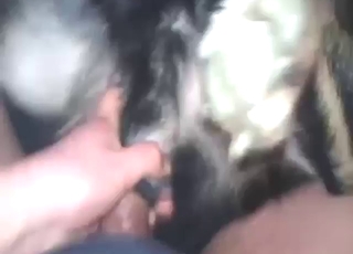 Zoo sex gets a extreme with that boner