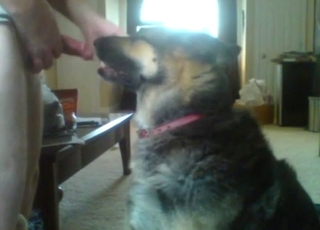 Seductive animal sucking on that penis huge