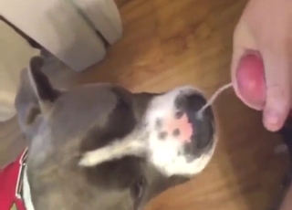 Dog is going to fall in love with dude's spunk