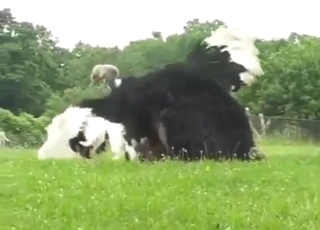 Ostrich showing off its juicy-looking penis