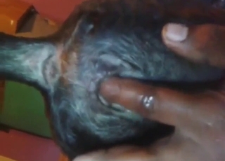 Fingering session with a slutty animal moaning