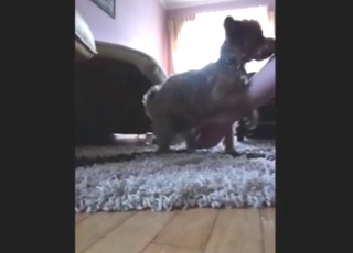 Yorkie fingering with plenty of teasing, up close