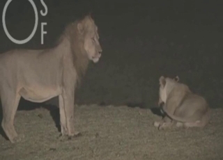Lion fuck movie with a sexed-up animal roaring