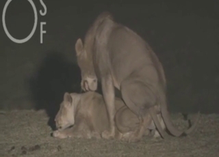 Lion fuck movie with a sexed-up animal roaring