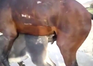 Big dick stallion with punishing thrusts for a mare