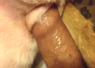 Basset bang with close-up fucking, slick dick