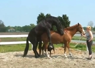 Horse breed fuck with animals that go mental