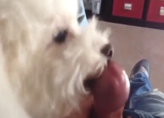 Dude gets a nice blowjob from a cute animal