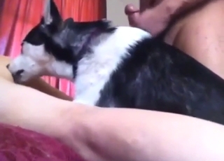Husky is going to enjoy gay action with a guy