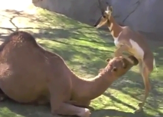 Camel and gazelle fuck with lots of hotness