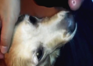 Dog is training the dick with its slutty tongue