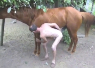 Horse with a hard dick is going to rip him apart