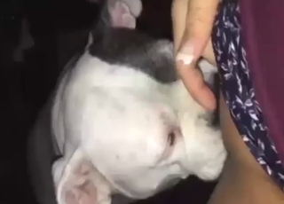 Dog is going to love the taste of hard dick