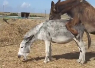 Donkey super-fuck with two animals going mental