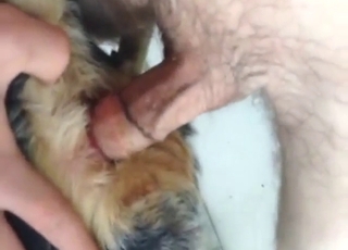 Dude is going to fuck that dog's asshole deep