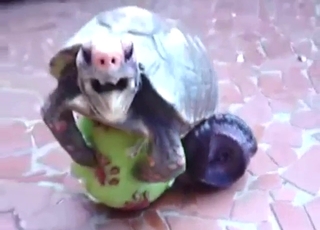 Nice turtle cock is being showcased on cam