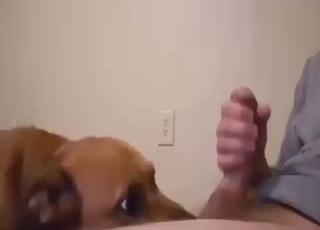 Dude is going to get his dick licked by a mutt