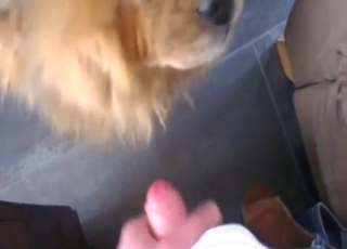 Dog is going to lick that dick, pleasing energy