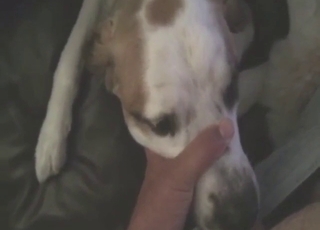 Hot animal getting throated in a POV scene