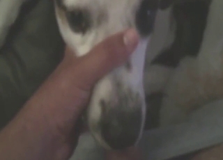 Hot animal getting throated in a POV scene
