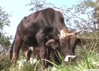 Bull's masturbation session looks pretty hot