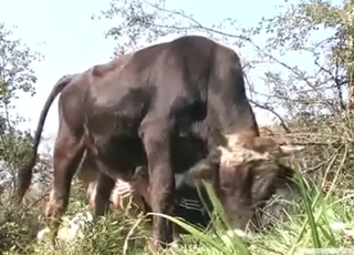 Bull's masturbation session looks pretty hot